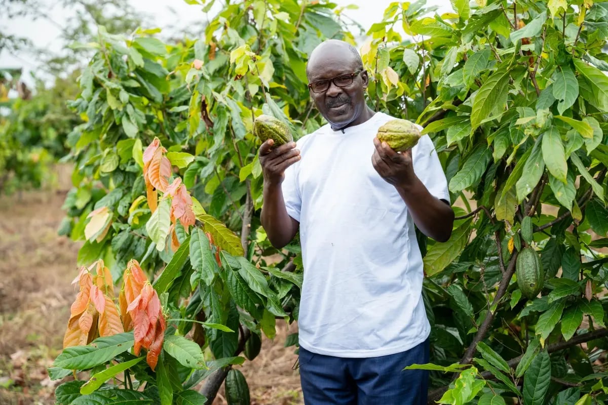 120326_GE_Cocoa collapse_visual 4